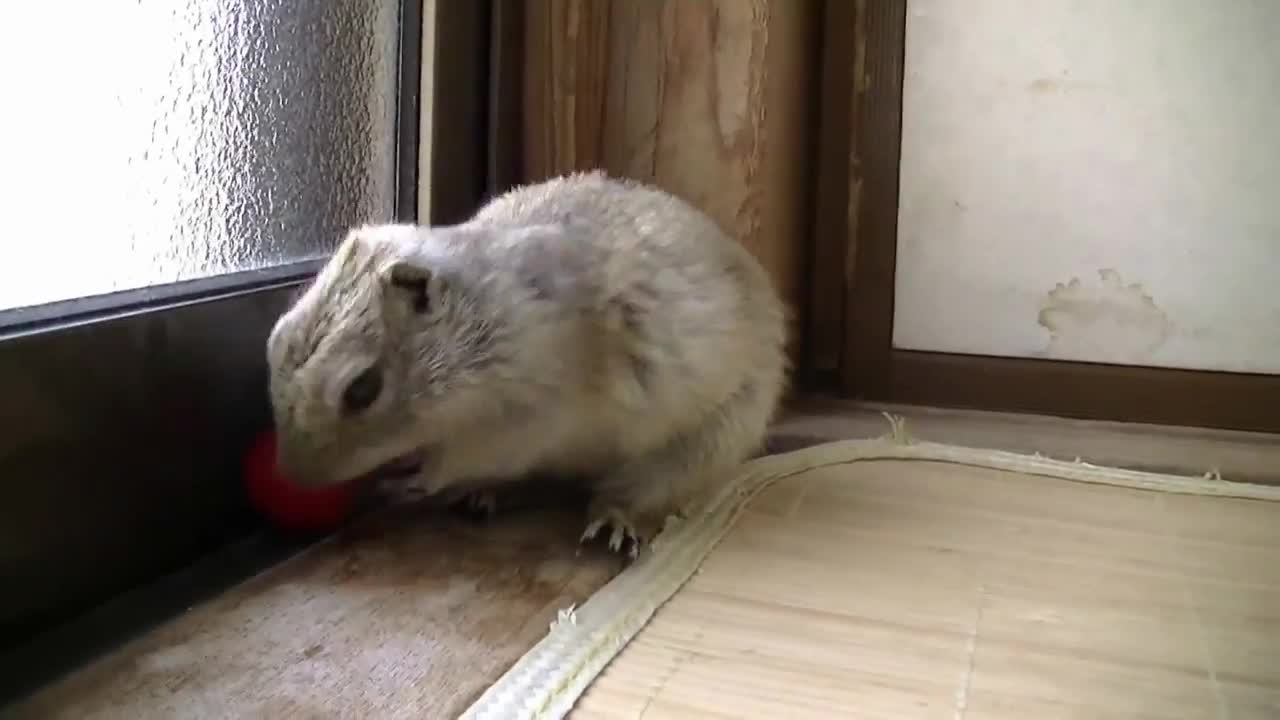 Сладка катеричка си похапва череша