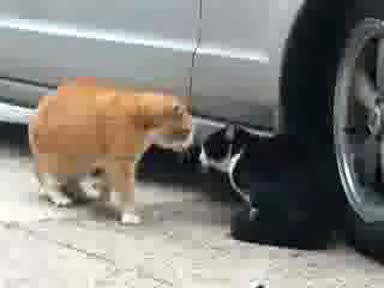 луди котки се карат