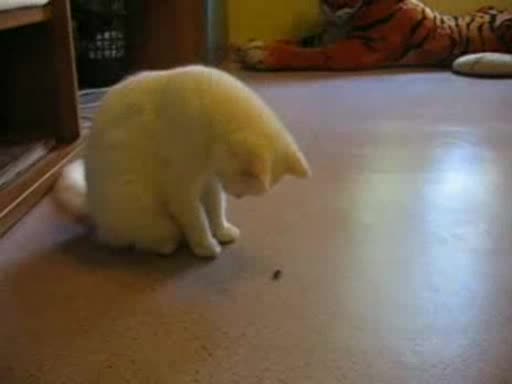 Котка Се Побърква Заради Муха