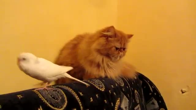 Папагал чете конско на коте!