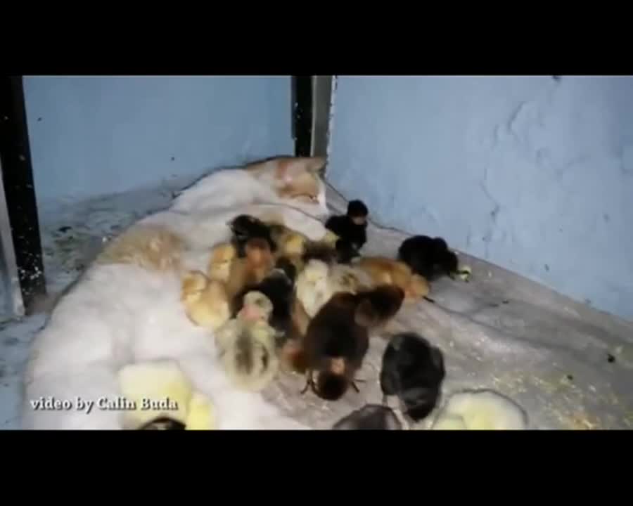 Котка прие да отглежда пиленца