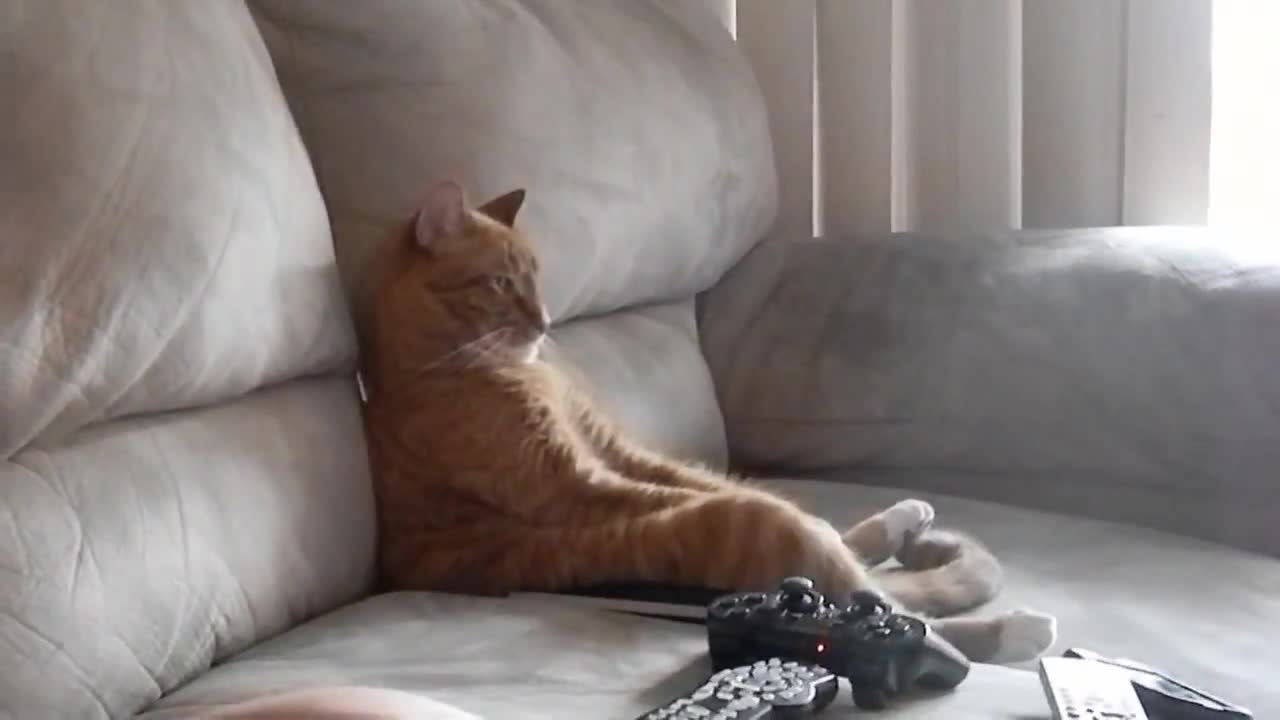Котка седи на дивана като човек и гледа телевизия