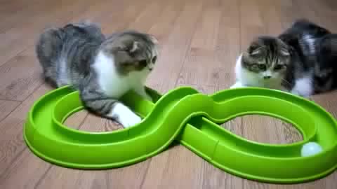 Две игриви котенца ..