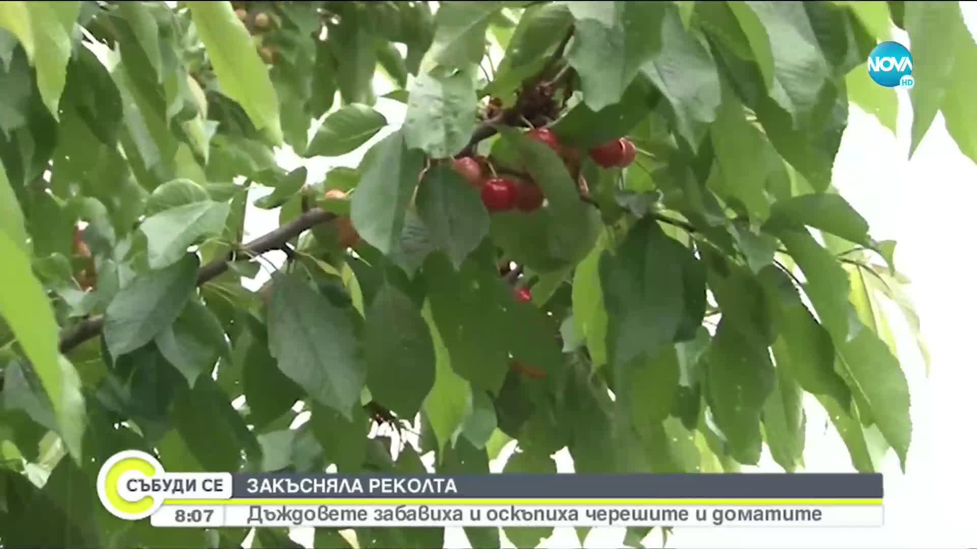 Валежите съсипаха реколтата от череши в Кюстендилско