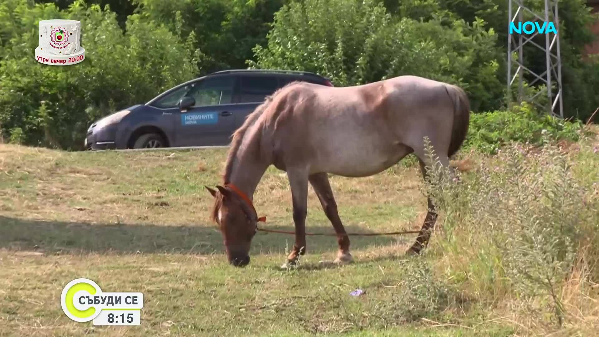 Кмет продава безпризорни коне, реалните им собственици отказвали да ги признаят