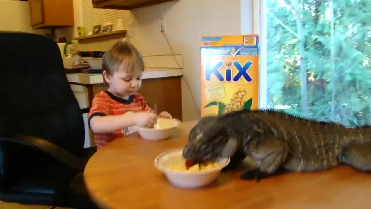 Да закусваш заедно с игуана