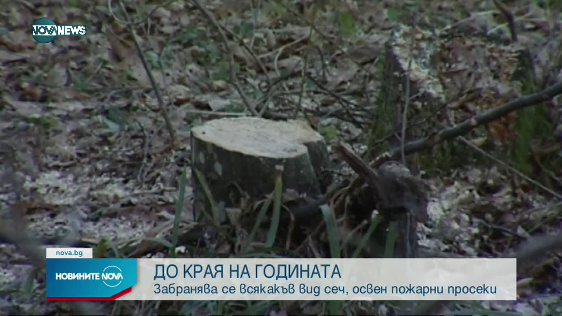 Спират безконтролната сеч на горите в България