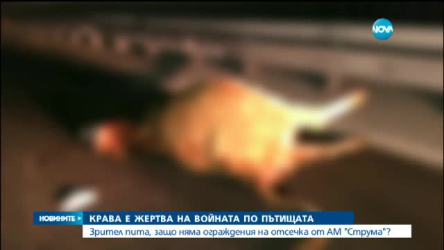 В "Моята новина": Крава на магистрала