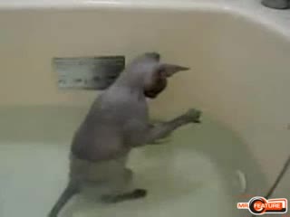 Котка се кефи във ваната 