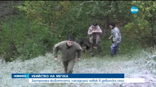 Застреляха мечката, нападнала човек в Девинско