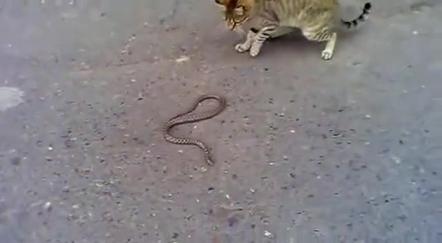 Котка срещу змия... важен е крайния резултат