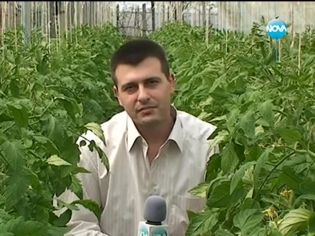 По изгубените следи на българския домат