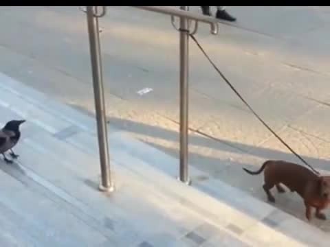 Досадна врана се гаври с вързано куче! Дърпа го за опашката и го дразни супер много!