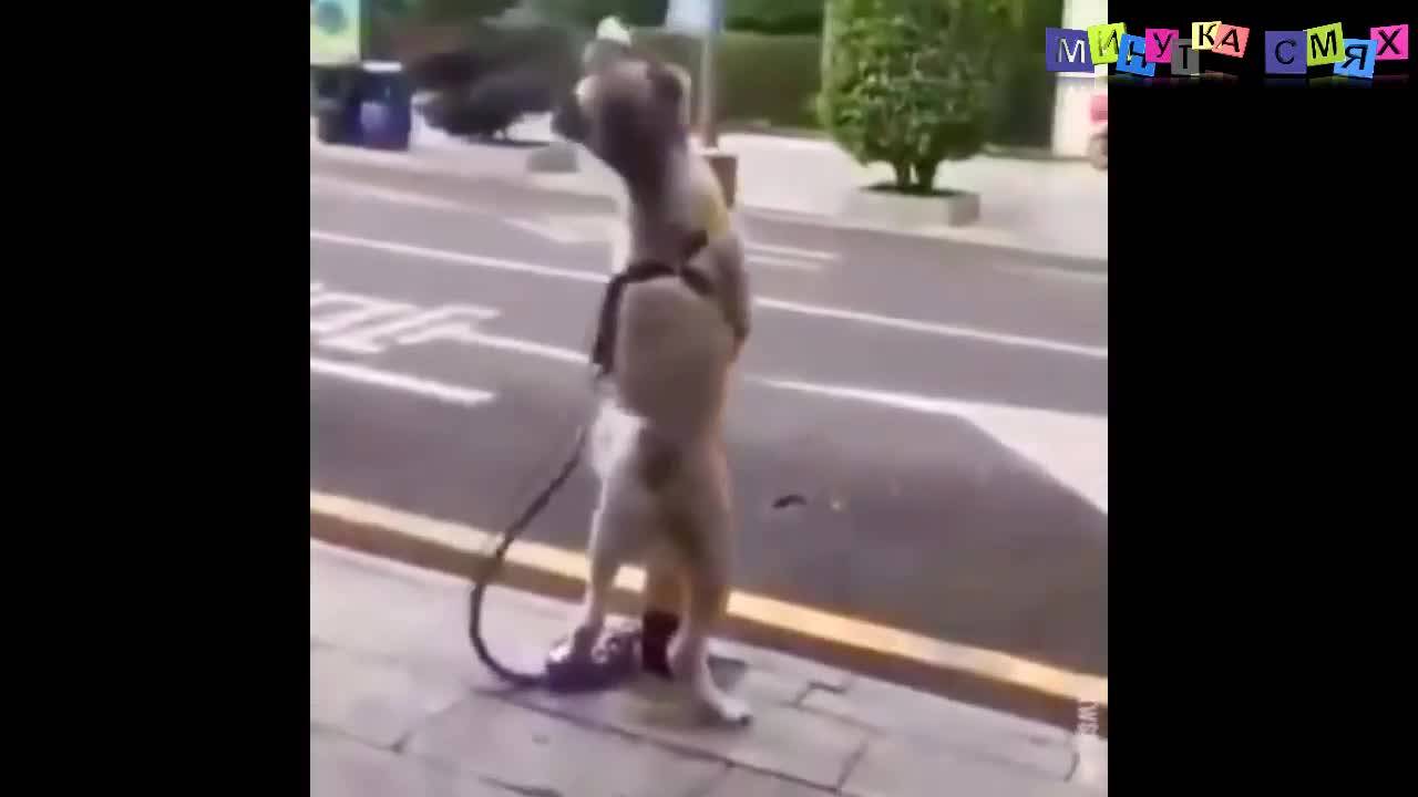 Супер голям смях за всеки! - Минутка изцепки