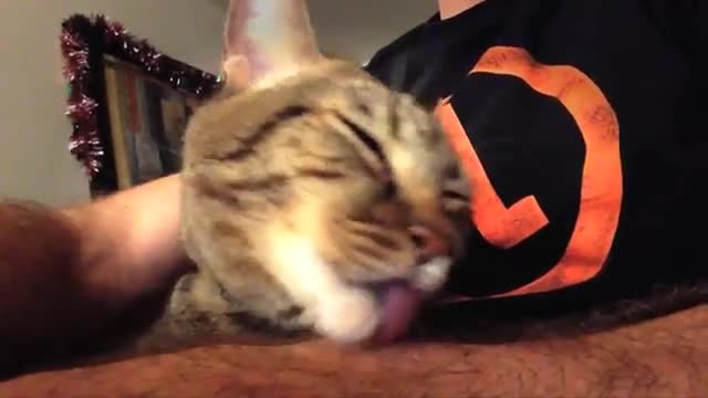 >Коте обича стопанина си по свой си начин.