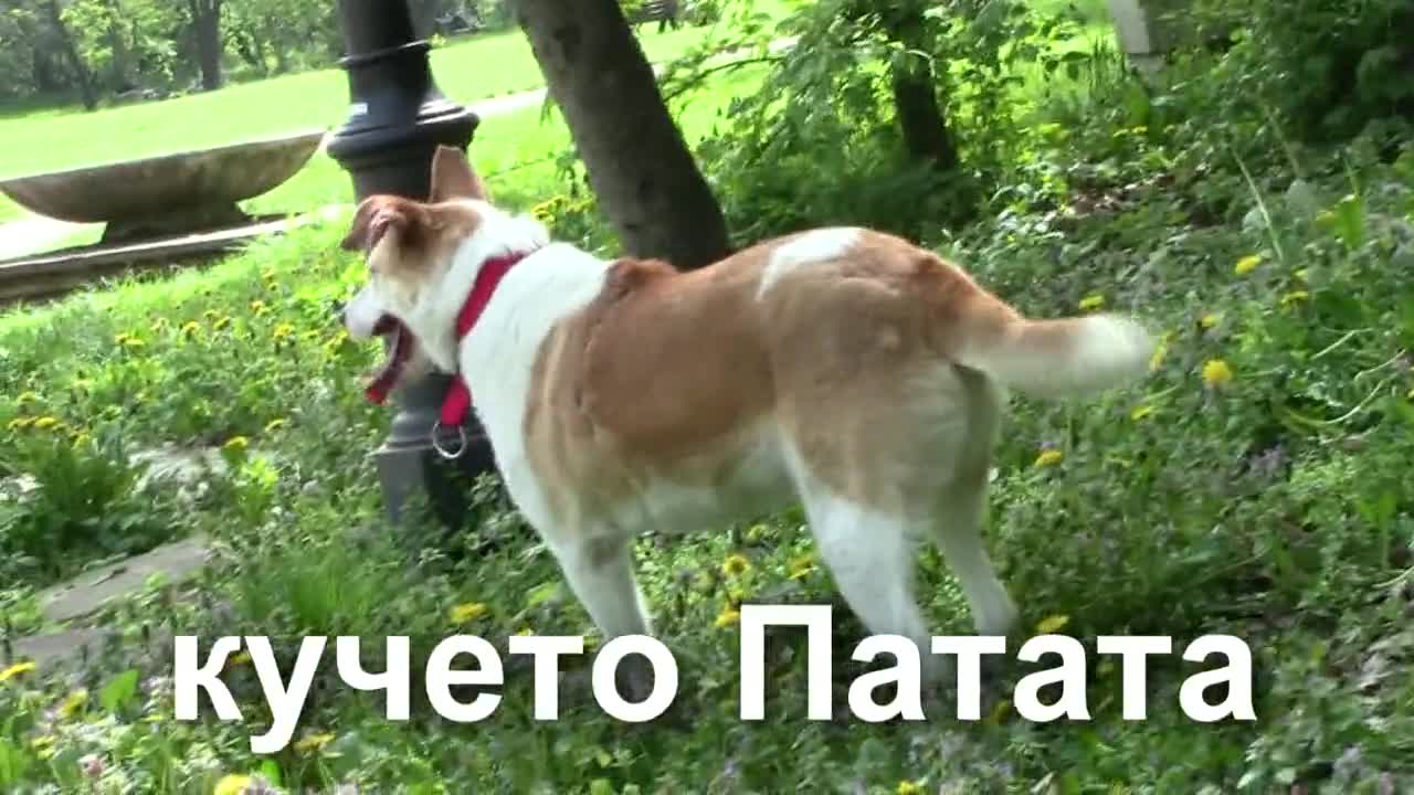 Трикракото куче Патата си търси дом
