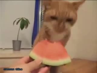 Много Смешни Котки 