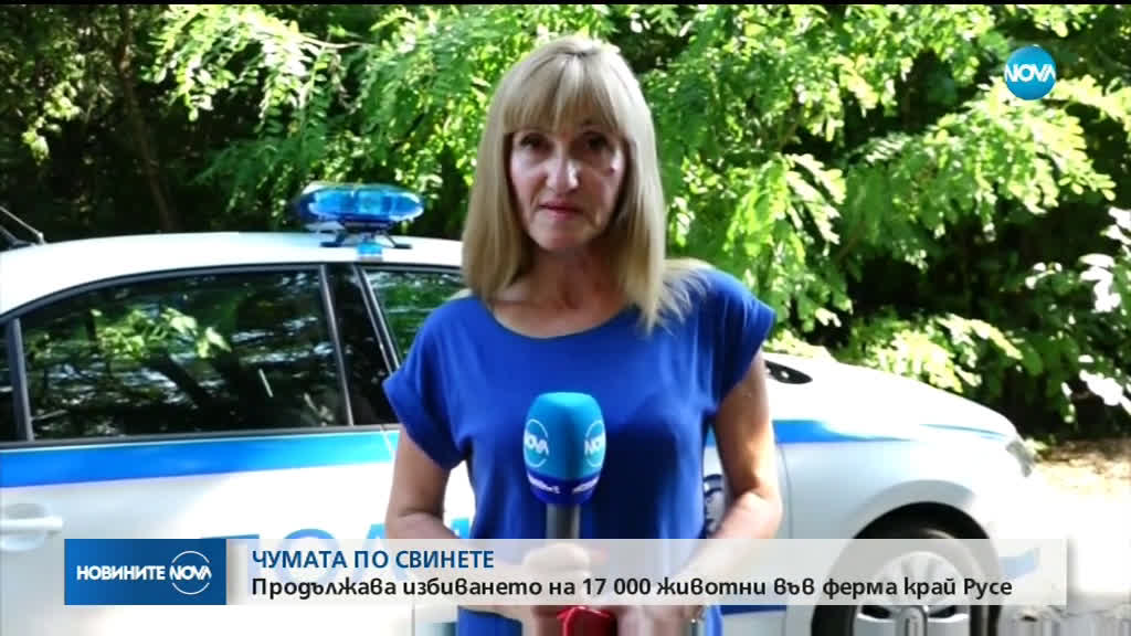 Продължава умъртвяването на хилядите свине в Русенско