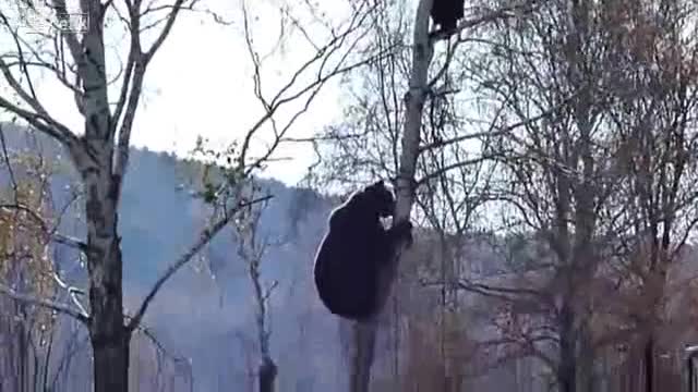 Мечка и човек на едно дърво