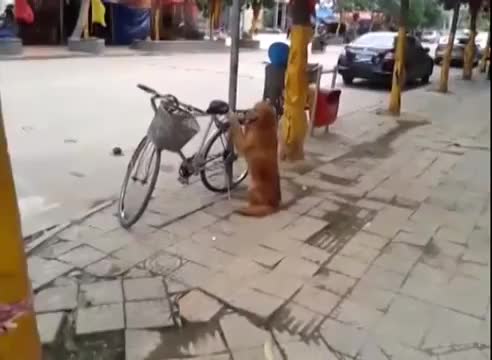 Куче охранява велосипед :) Неочакван край :)