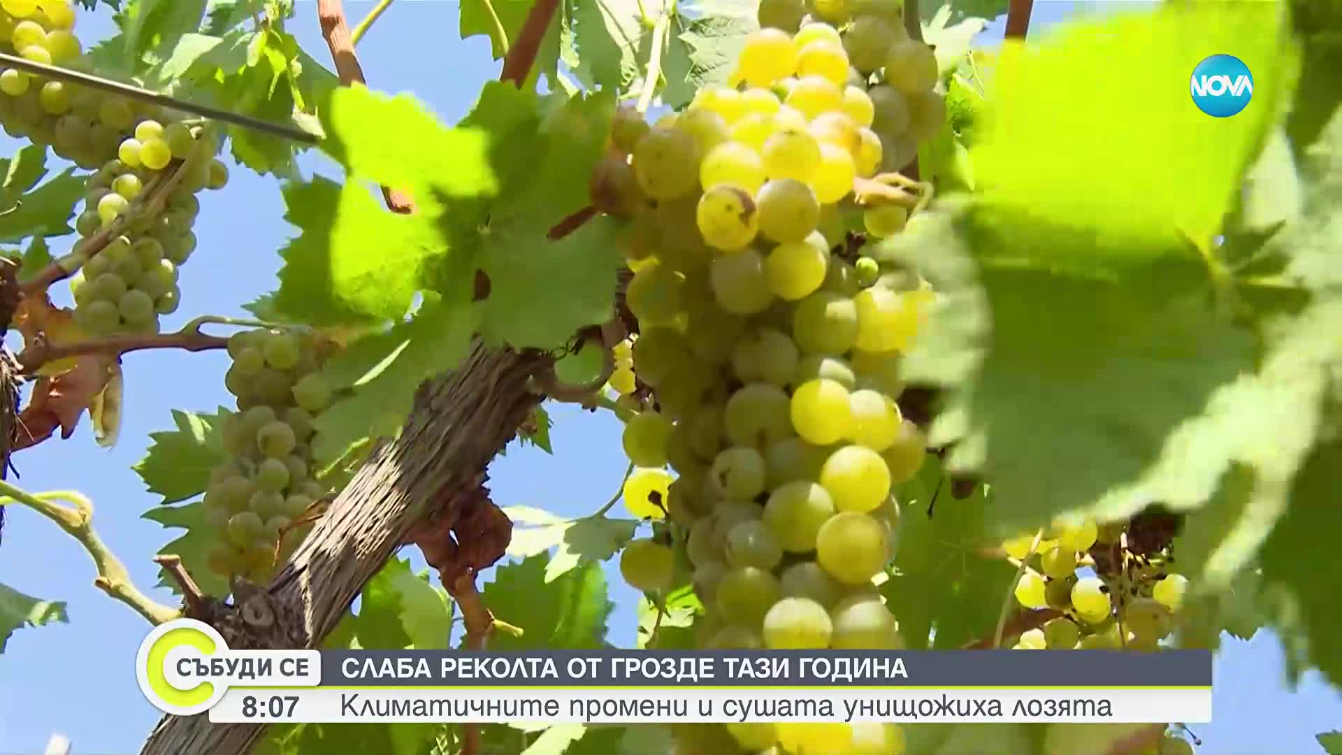 Заради суша и слана: Реколтата от грозде тази година е слаба