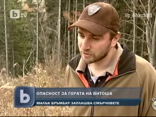 Малък и опасен, заплашва Витоша !