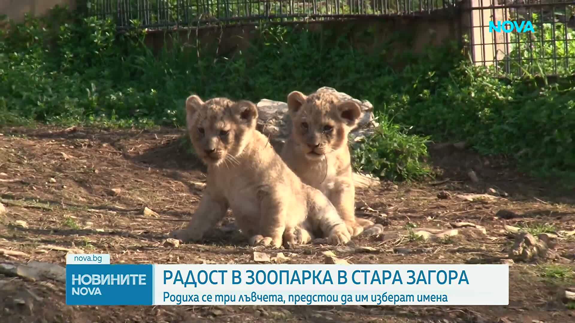 Радост в зоопарка в Стара Загора