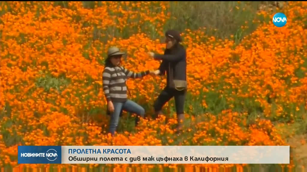Полета с макове разцъфнаха в Калифорния (ВИДЕО)