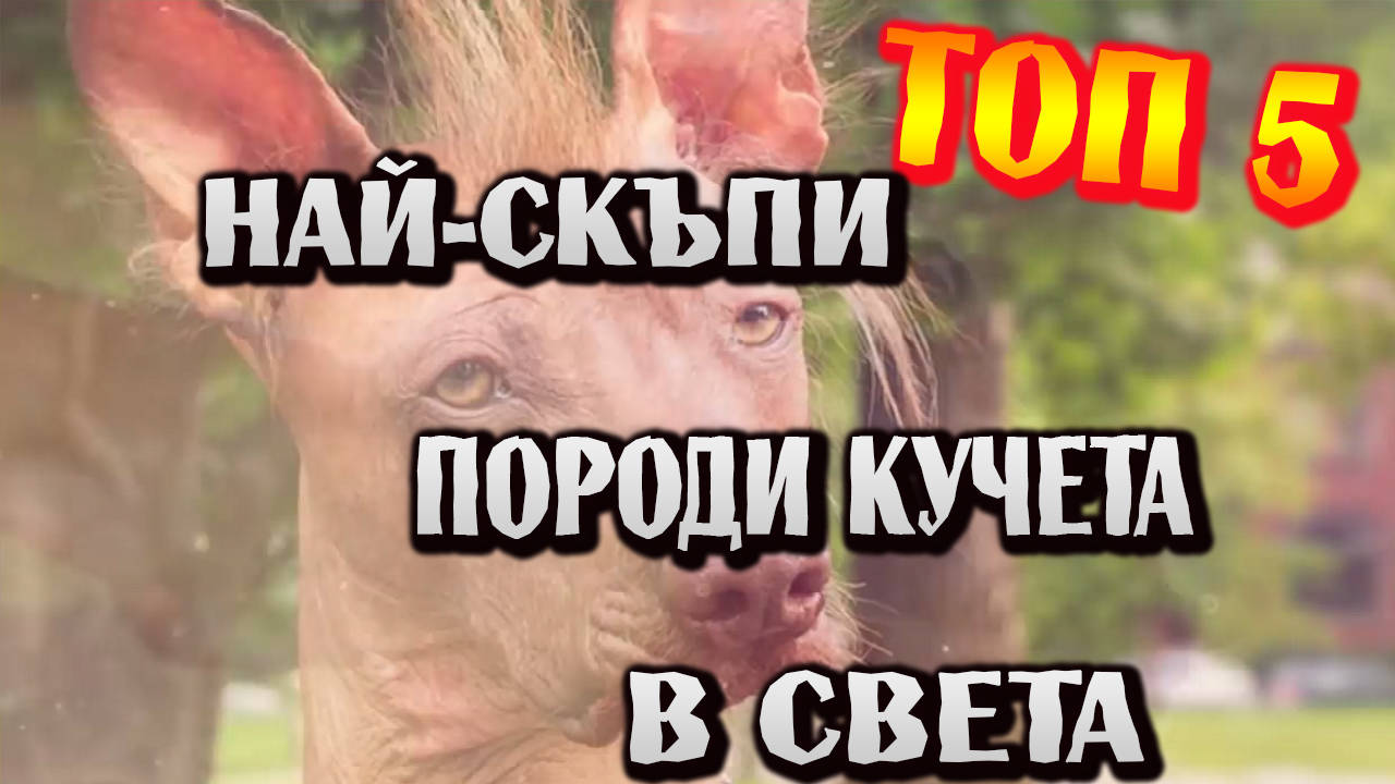Топ 5 Най-скъпи породи кучета в света