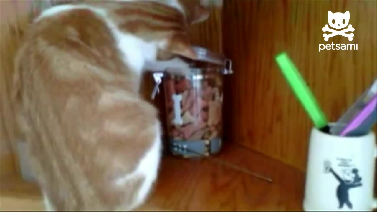 Котка краде бисквитка,а кучето я изяжда!