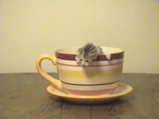 Коте в чаша:)