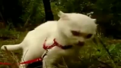 Супер драматична котка 