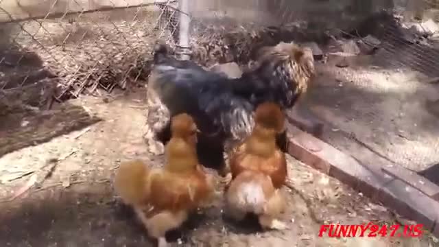 Смях! Кучета срещу петли