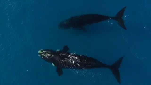 Младеж засне двойка китове (ВИДЕО)