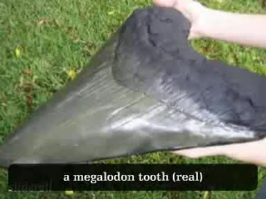 Стряскащо !!! Най - Голямата Акула На Света - [megalodon]