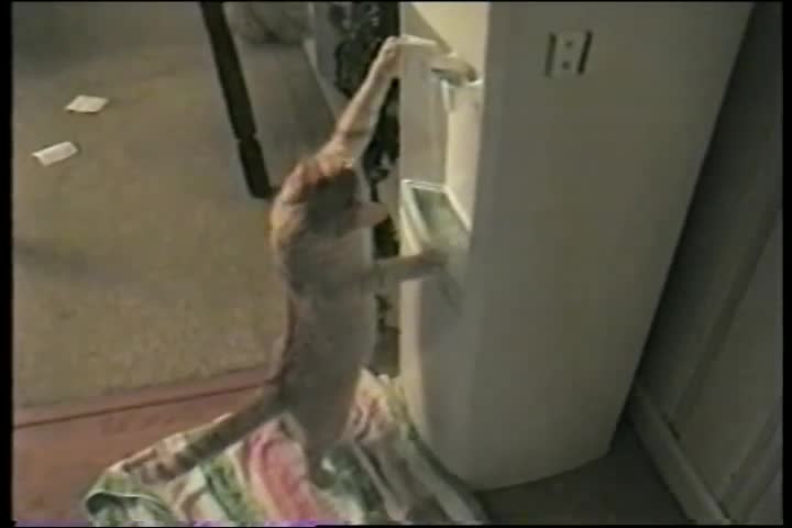 Котка , която може да си пуска сама водата !