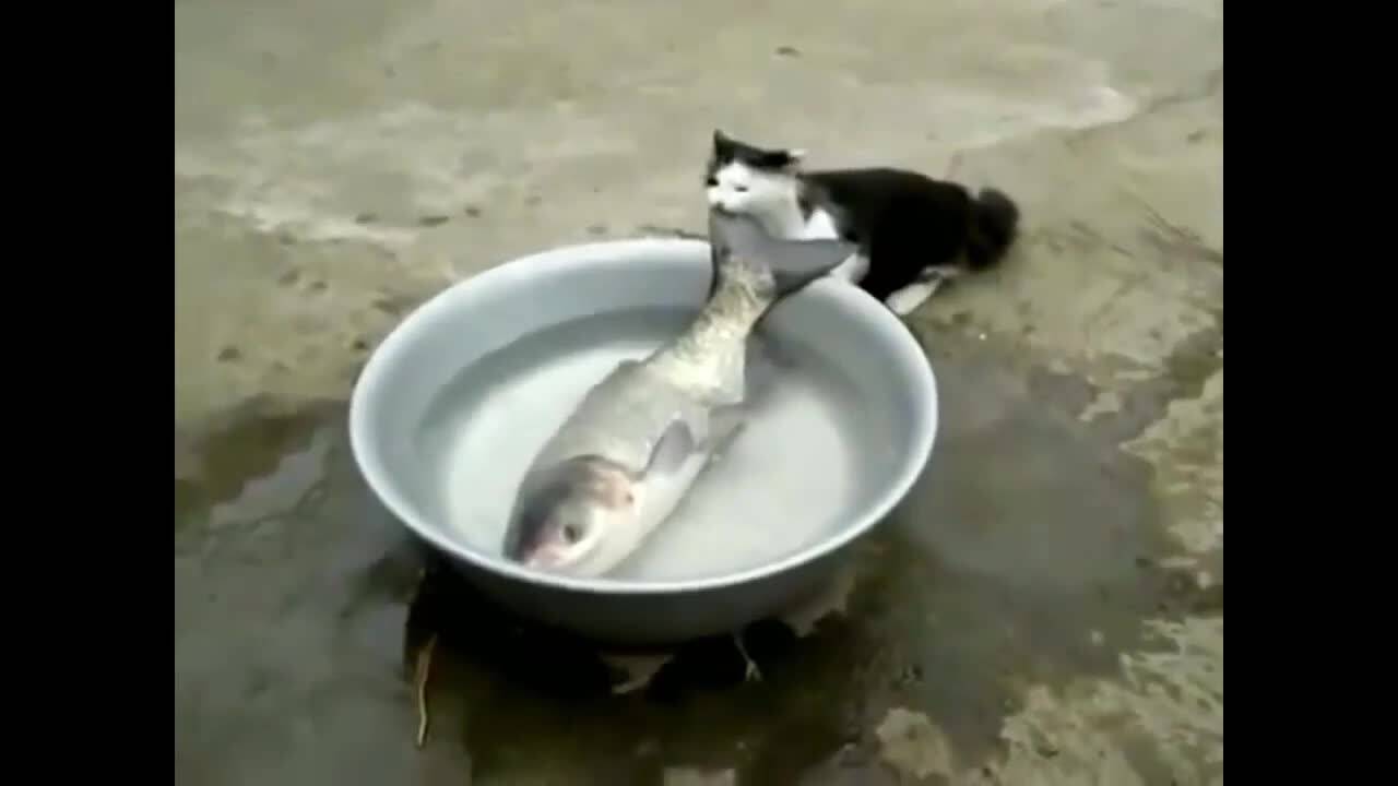 Дневна доза смях - Много изцепки