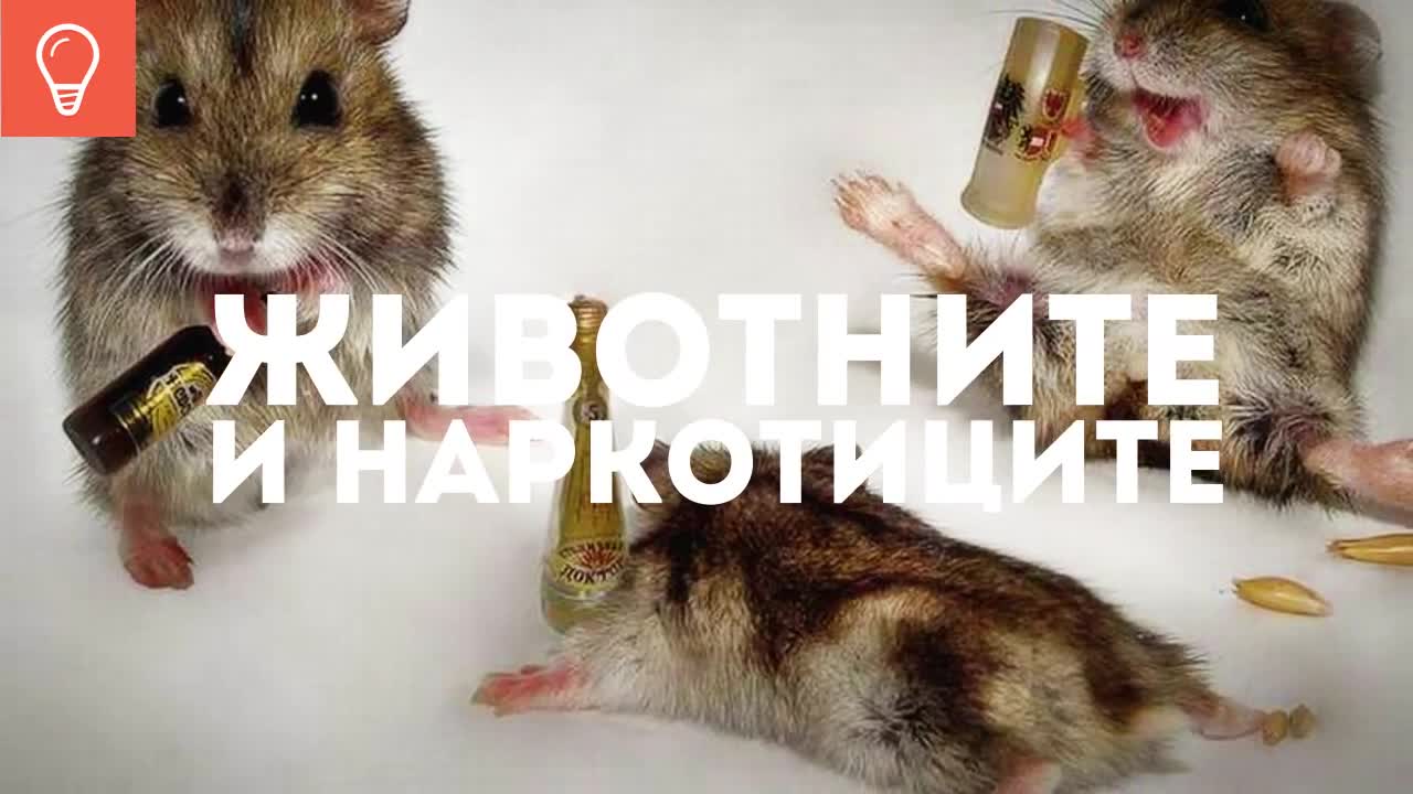 Животните и наркотиците