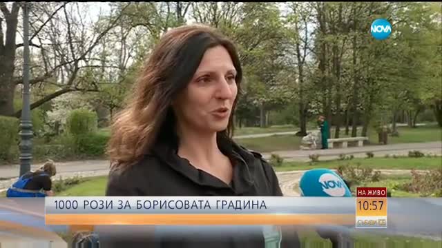 Засаждат още 1000 рози в Борисовата градина