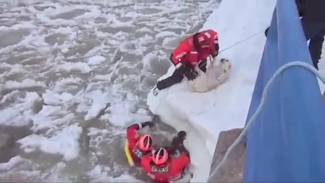 Спясяване на куче от премръзване в ледено студената вода