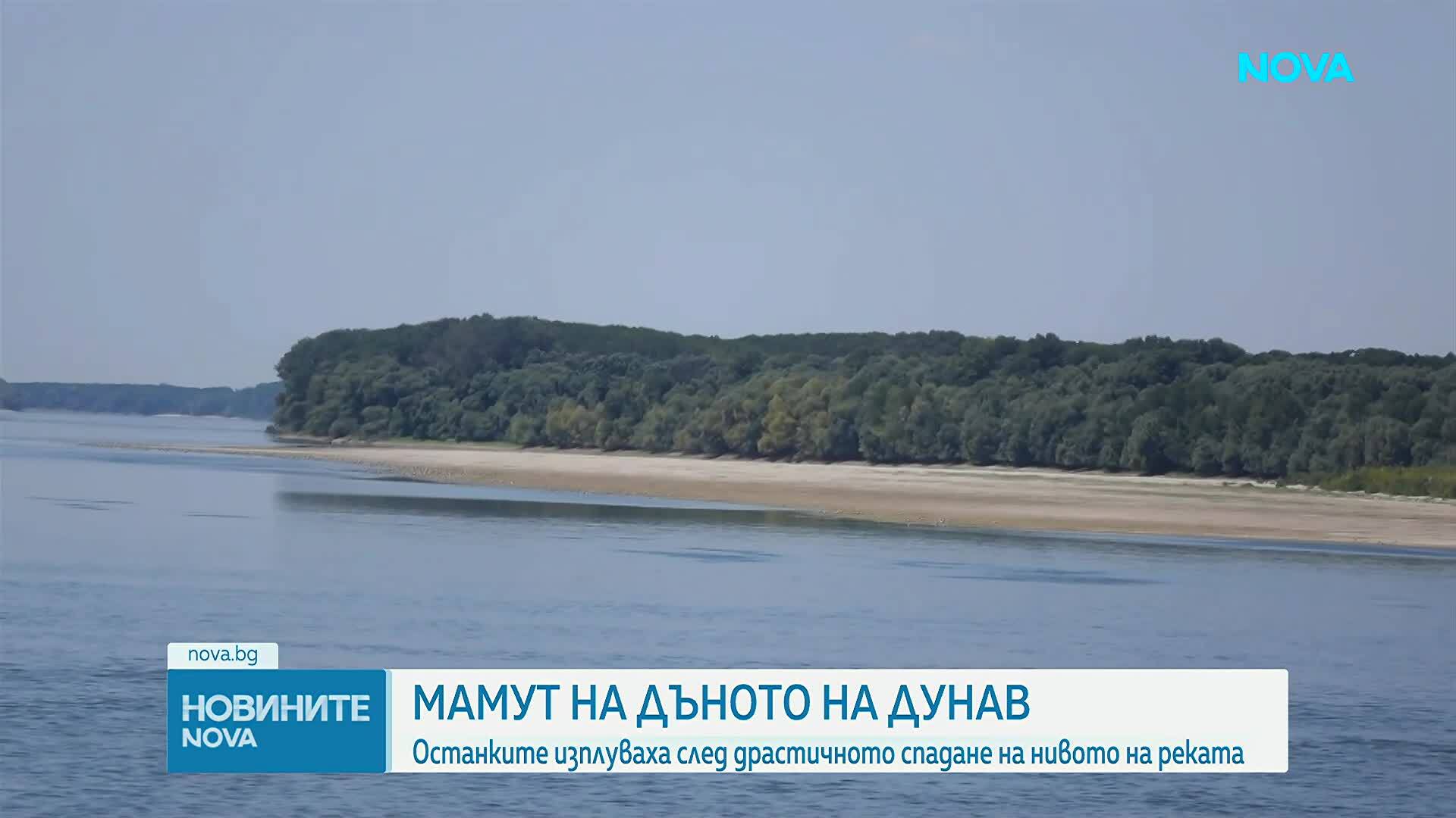 Започна изваждането на останките от праисторическо животно, открити в река Дунав