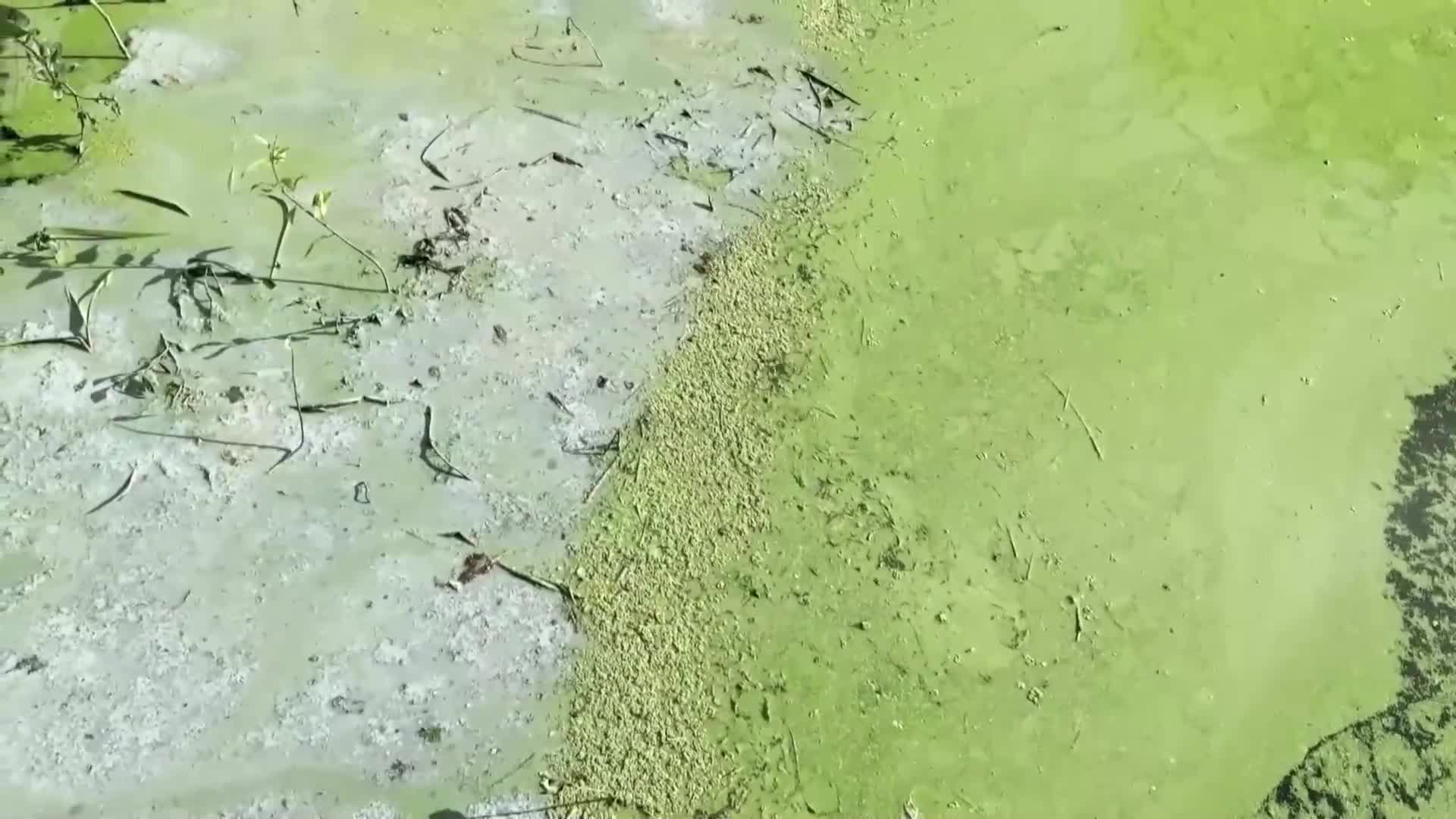 Токсични водорасли застрашават най-голямото сладководно езеро на Острова