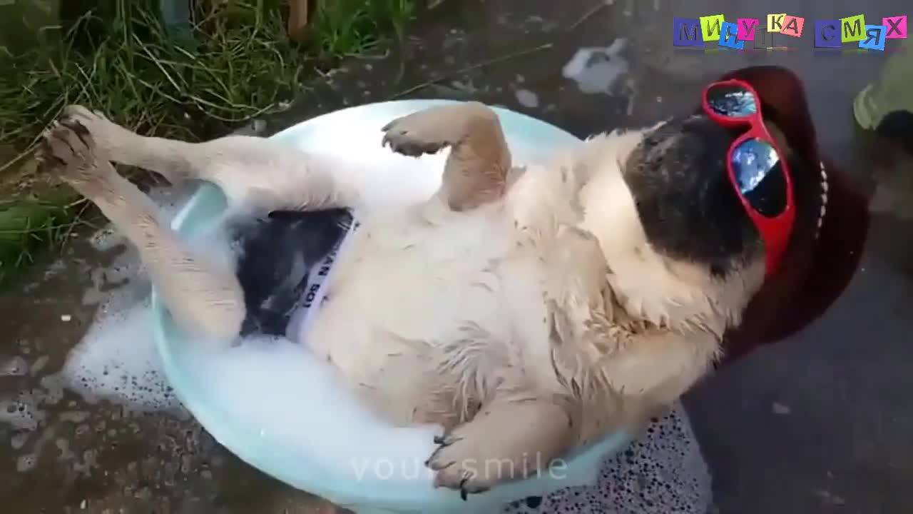Минутка голям смях! - Луд умора няма!