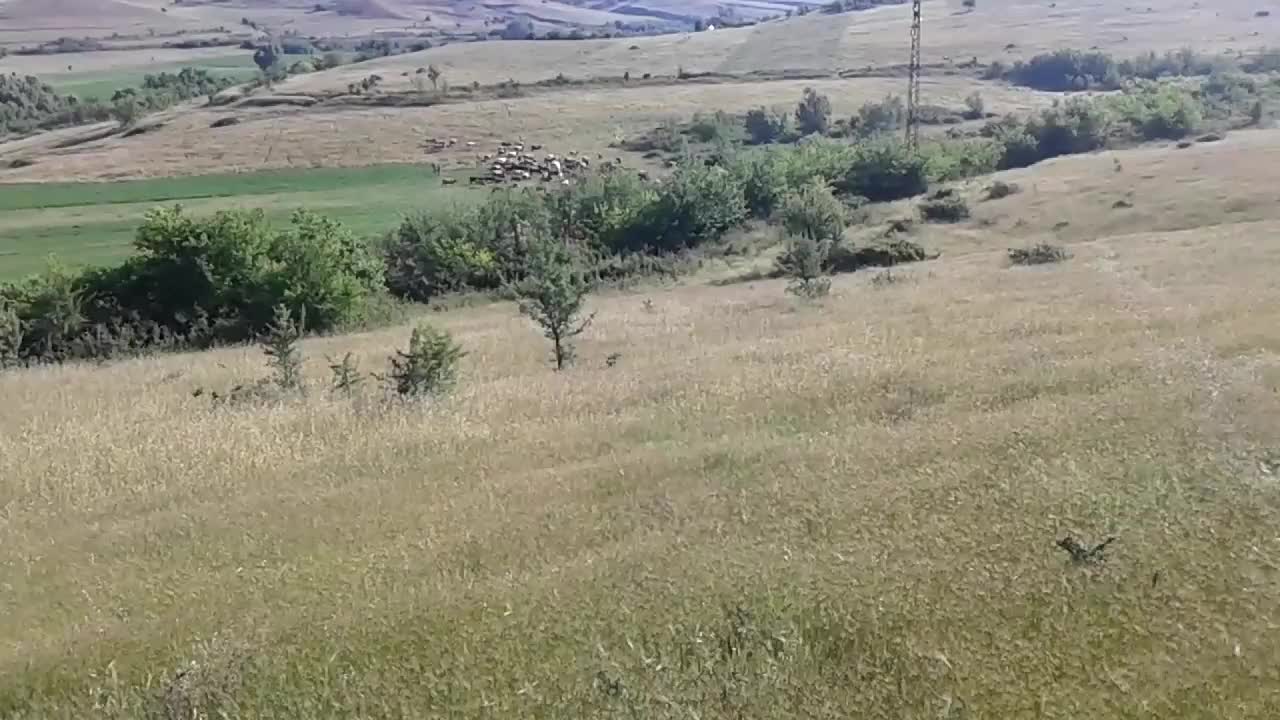 Кравите в село Левуново