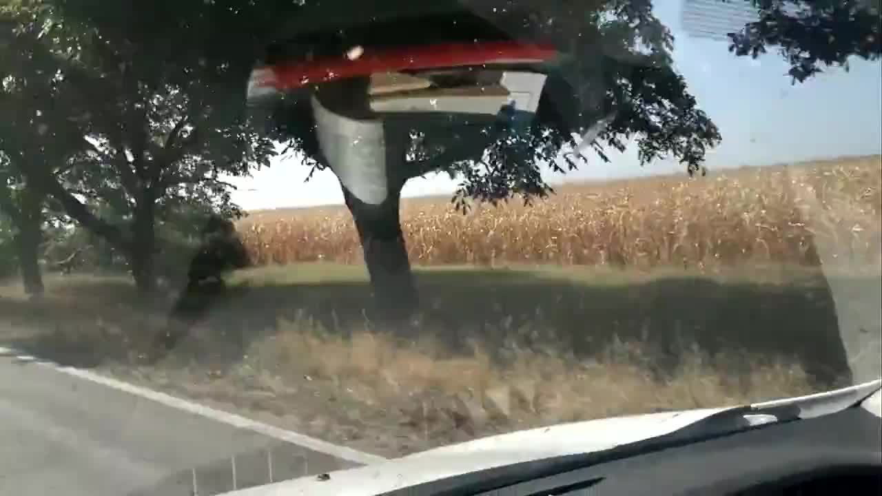 Отрязани крайпътни дървета