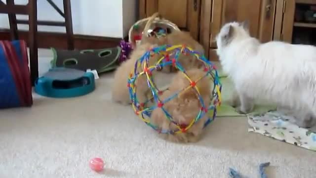 Страхотна играчка за котенца:)