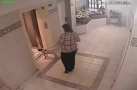 Вижте как глупостта на една жена едва не уби кучето и