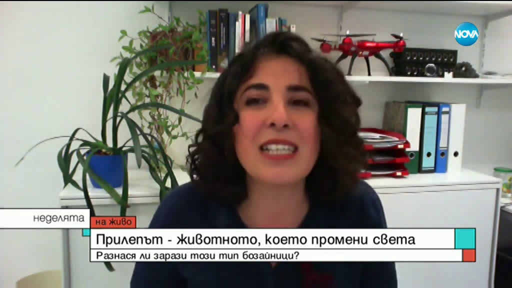 Специалист: Хората в България не могат да се заразят с COVID-19 от прилеп