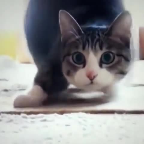 Танца на една котка Wiggle,wiggle