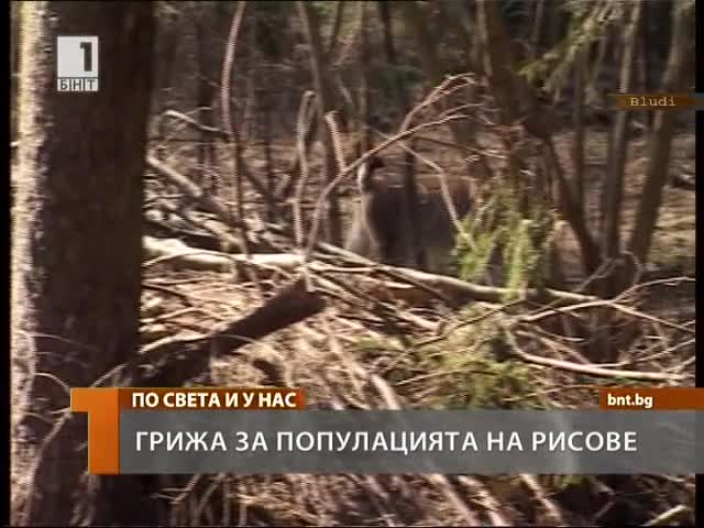 Рисовете: Защо ги няма вече у нас?